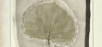 Zeichnung eines Blattfossils von Gatschet, aus der fürstbischöflichen Sammlung