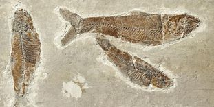 Fossilized fish from the limestone marl slate in Öhningen.