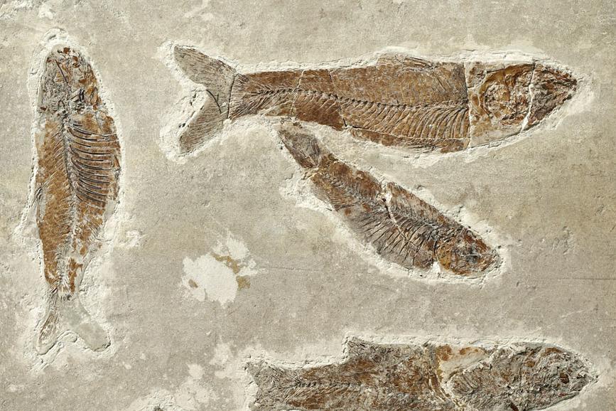 Fossilized fish from the limestone marl slate in Öhningen