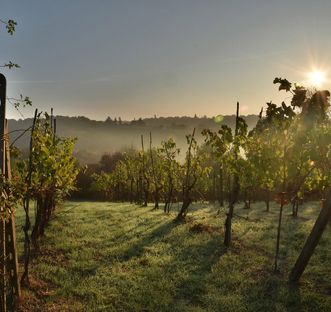 Weinreben in abendlicher Stimmung