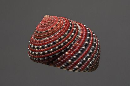 Strawberry top shell, natural history cabinet, Meersburg New Palace