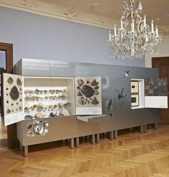 Collection de coquillages et de gastéropodes, cabinet d’Histoire naturelle, nouveau château de Meersburg 