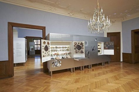 Meersburg New Palace, Natural history collection