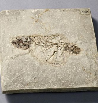 Fossilfälschung aus den Mergelkalkschiefern in Öhningen