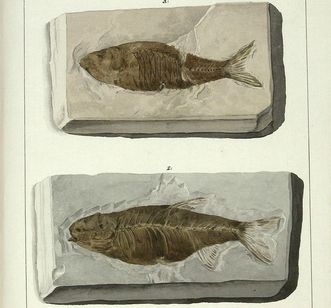 Öhningen fossils, natural history cabinet, Meersburg New Palace