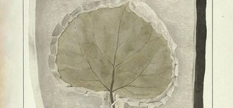 Drawing of a fossilized leaf by Gatschet, part of the prince-bishops’ collection