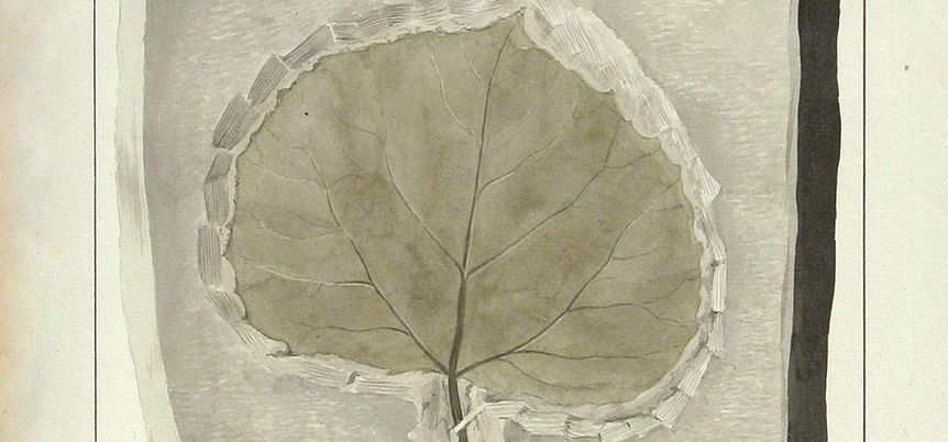Zeichnung eines Blattfossils von Gatschet, aus der fürstbischöflichen Sammlung