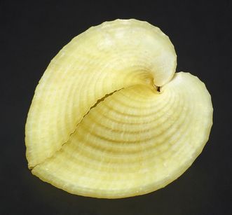 Cockle, natural history cabinet, Meersburg New Palace